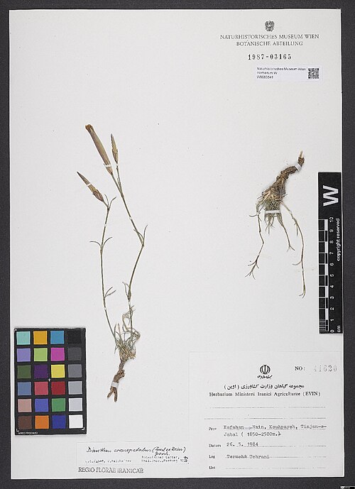 Dianthus crossopetalus: Dianthus crossopetalus — Herbarium specimen from Esfahan -> Nain, Kouhpayeh, Tinjan-e-Jabal (1850-2500 m)., Iran. Collected by Termeh & Tehrani 41620 (1984-05-2
