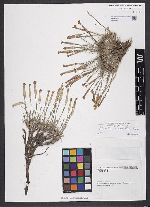 Dianthus crossopetalus: Dianthus crossopetalus — Herbarium specimen from Persia, C. Tehran, In montibus prope Aminabad 15 km a Tehran austroorientem versus, 1200-1400 m., Iran. Collect