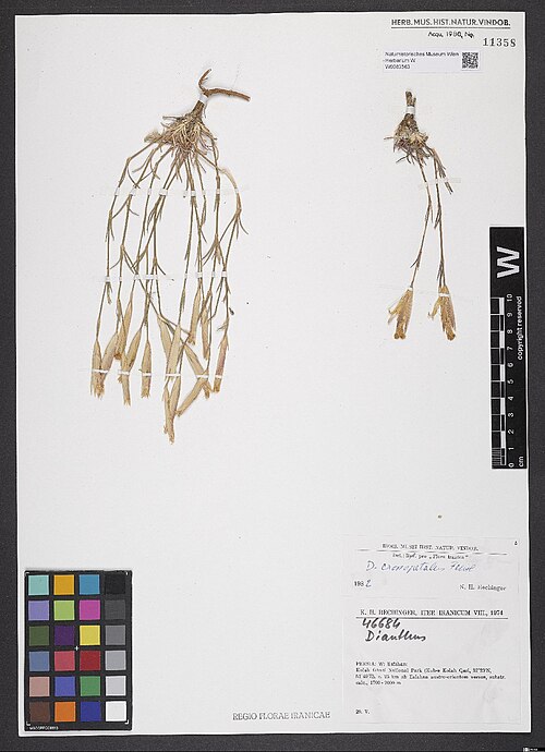 Dianthus crossopetalus: Dianthus crossopetalus — Herbarium specimen from Persia, W, Esfahan, Kolah Ghazi National Park (Kuh-e Kolah Qazi), ca. 25 km ab Esfahan austro-orientem versus,