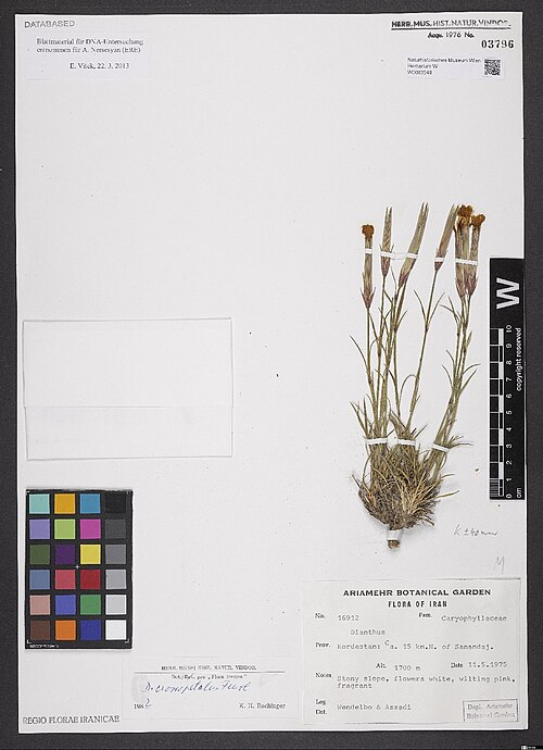 Dianthus crossopetalus: Dianthus crossopetalus — Herbarium specimen from Kordestan, Ca. 15 km N. of Sanandaj. Alt. 1700 m., Iran. Collected by Wendelbo & Assadi 16912 (1975-05-11). Rec