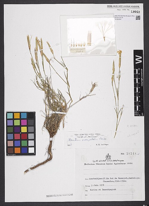 Dianthus crossopetalus: Dianthus crossopetalus — Herbarium specimen from Azarbaidjan, 38 km Sud de Rezaiyeh, Darreh-ye-Ghasemlou, 1500-1650 m., Iran. Collected by Matine,F. & Daneshpaj