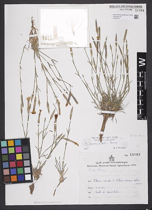 Dianthus crossopetalus: Dianthus crossopetalus — Herbarium specimen from Tehran, 36 kkm C. Tehran versus ceshom, Iran. Collected by Riedl & Iranshahr 15863 (1974-05-04). Recorded in GB