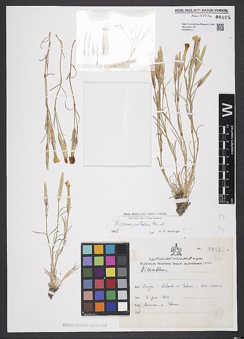 Dianthus crossopetalus: Dianthus crossopetalus — Herbarium specimen from Zanjan, Lelaveh -> Taham, 1800-2200 m, Iran. Collected by Moussavi & Tehrani 36837E (1977-06-08). Recorded in G