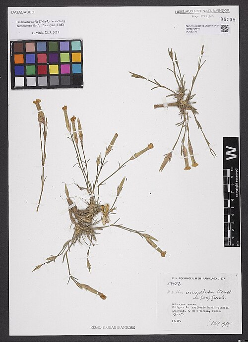 Dianthus crossopetalus: Dianthus crossopetalus — Herbarium specimen from Persia, Prov. Tehran, Chitgar, In territorio horti botanici Ariamehr, 30 km W Tehran, 1300 m spont., Iran. Coll