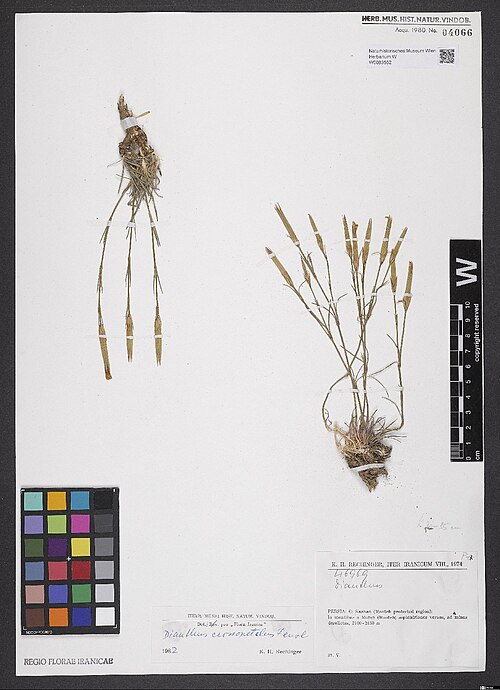 Dianthus crossopetalus: Dianthus crossopetalus — Herbarium specimen from Persia, C. Kashan (Mooteh protected region), In montibus a Muteh (Mooteh) septentriones versus, ad minas dereli