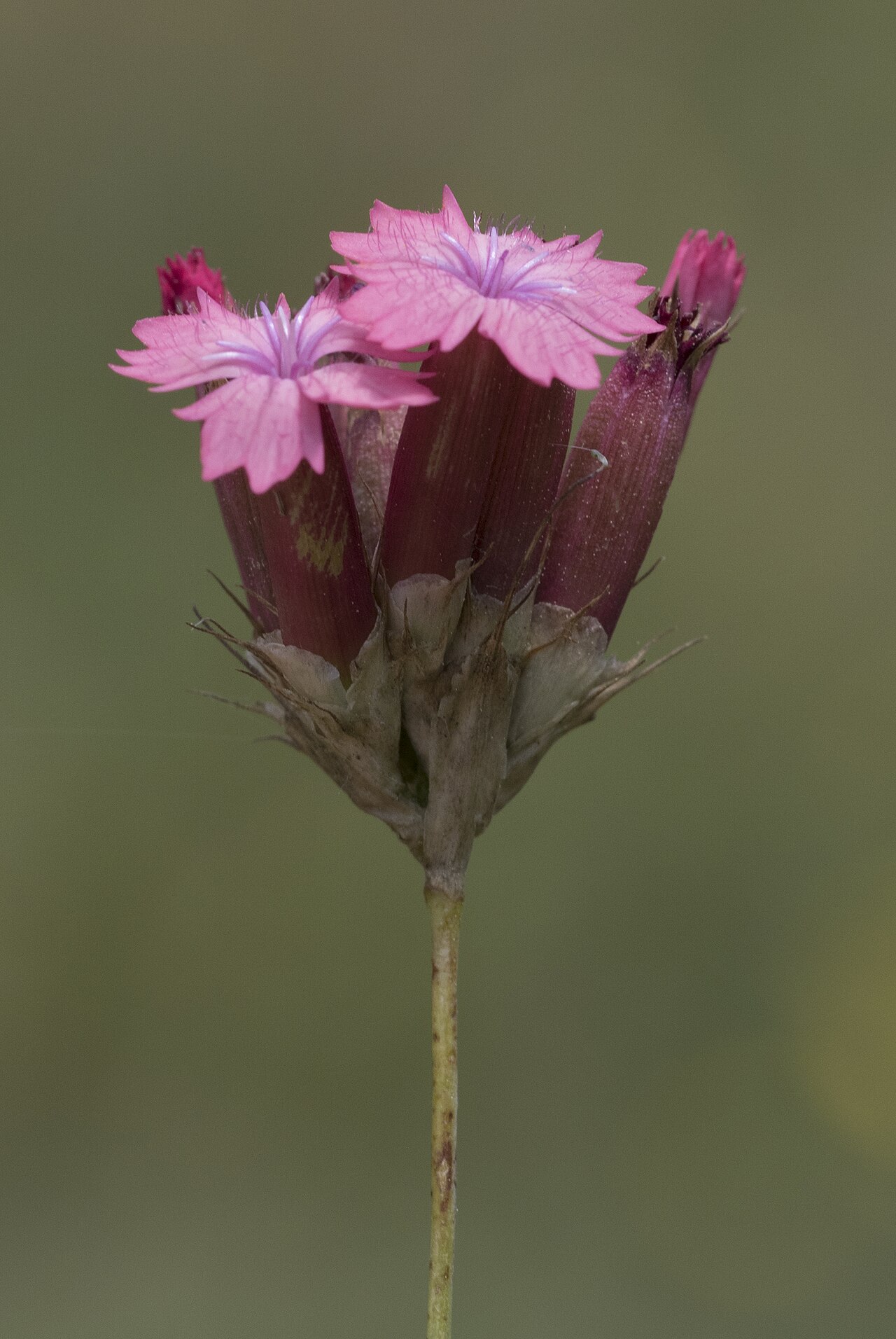 Blood pink: Dianthus calocephalus . Obrukbaşı, Saimbeyli - Adana, Turkey.