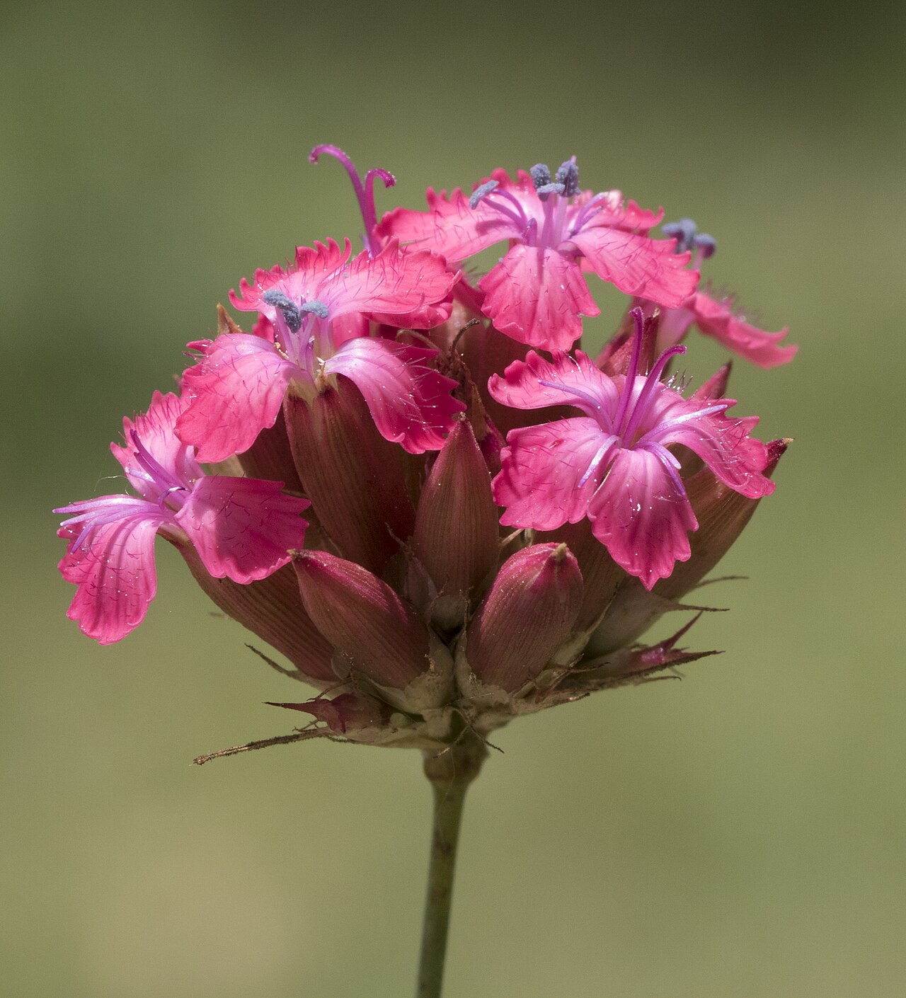 Blood pink: Dianthus calocephalus . Obrukbaşı, Saimbeyli - Adana, Turkey.