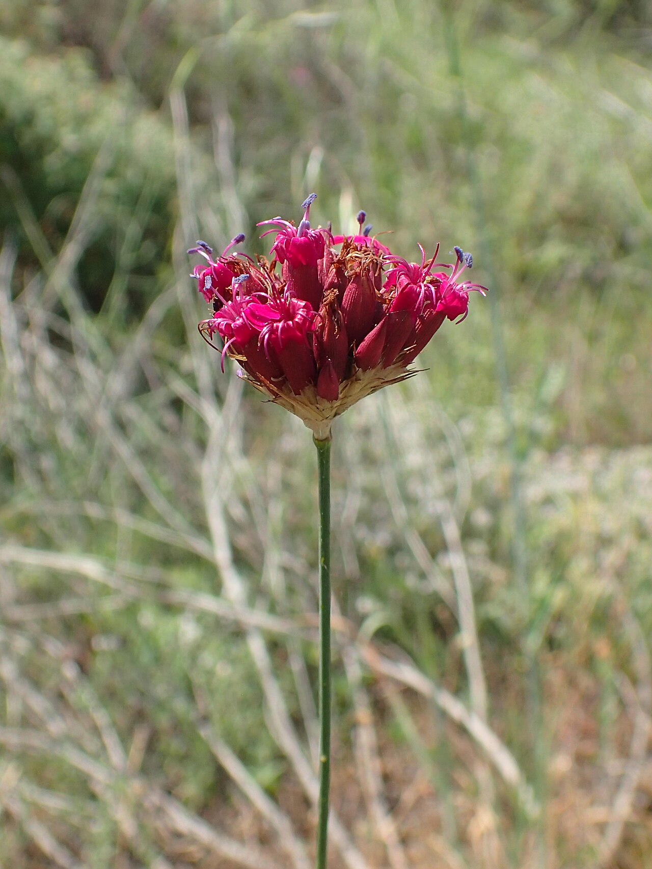 Blood pink: Dianthus cruentus in Plagia near Cherso, N Greece