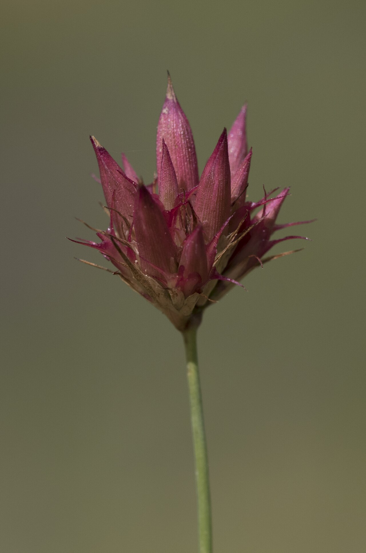 Blood pink: Dianthus calocephalus . Obrukbaşı, Saimbeyli - Adana, Turkey.