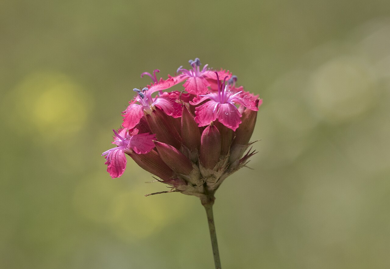 Blood pink: Dianthus calocephalus . Obrukbaşı, Saimbeyli - Adana, Turkey.