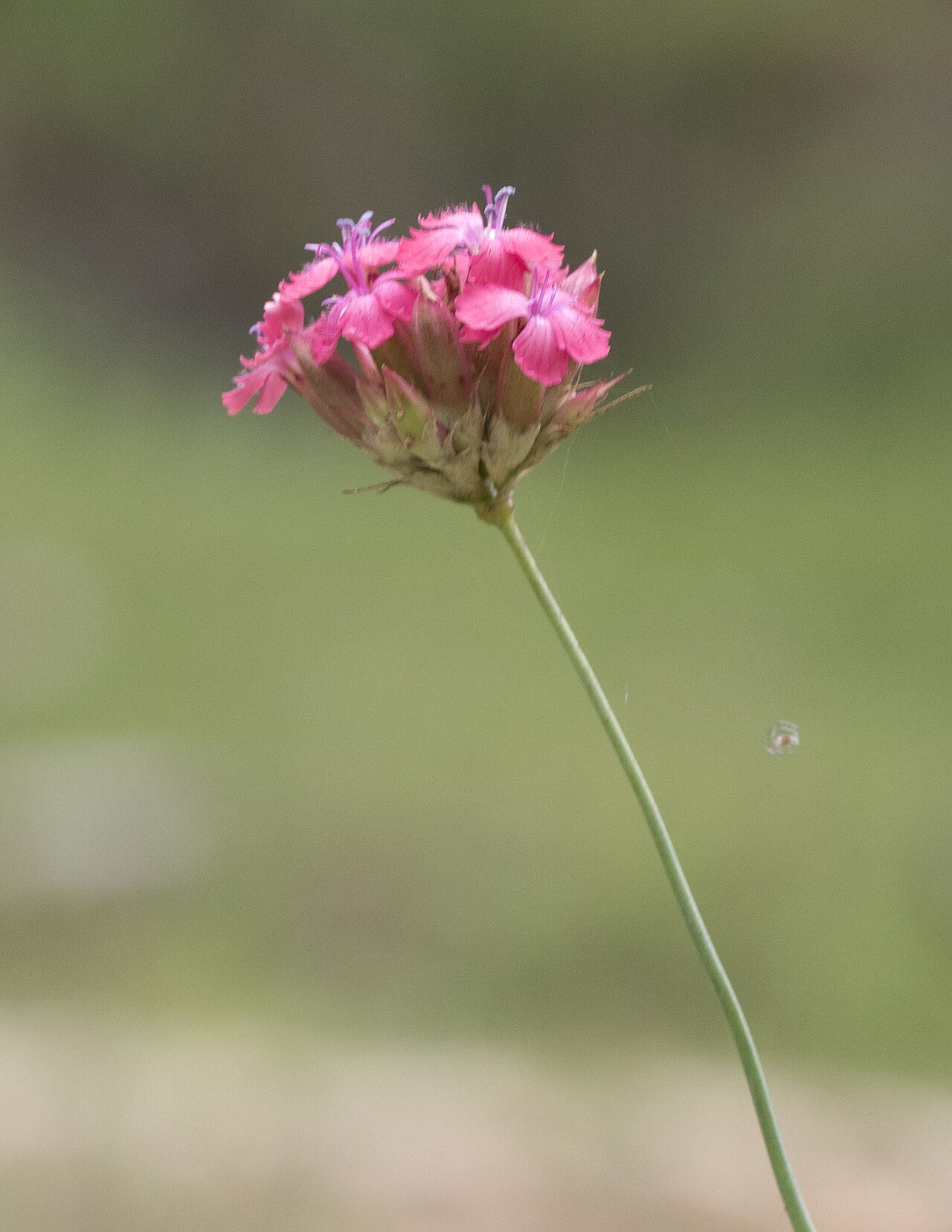 Blood pink: Dianthus calocephalus . Obrukbaşı, Saimbeyli - Adana, Turkey.