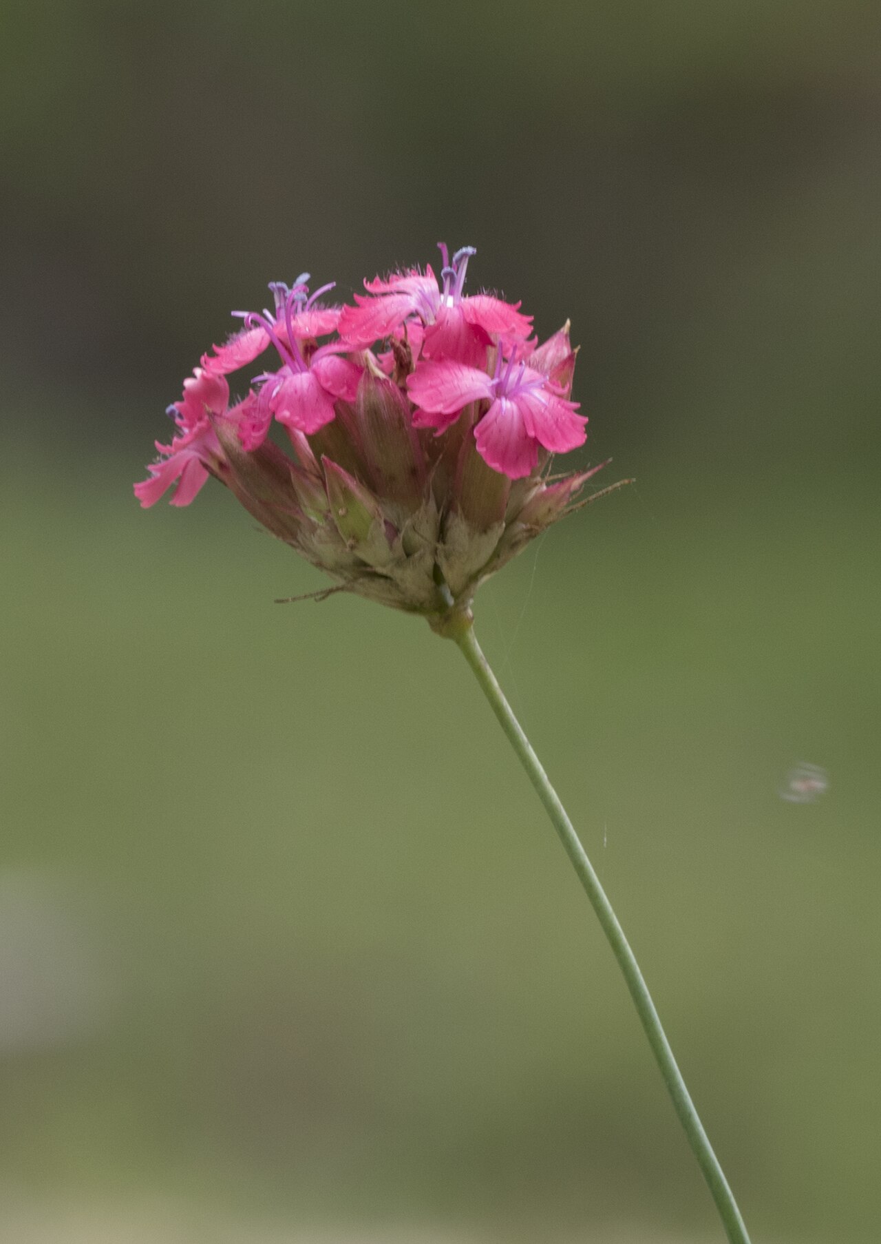 Blood pink: Dianthus calocephalus . Obrukbaşı, Saimbeyli - Adana, Turkey.