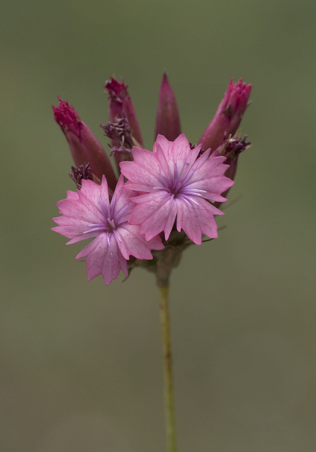 Blood pink: Dianthus calocephalus . Obrukbaşı, Saimbeyli - Adana, Turkey.
