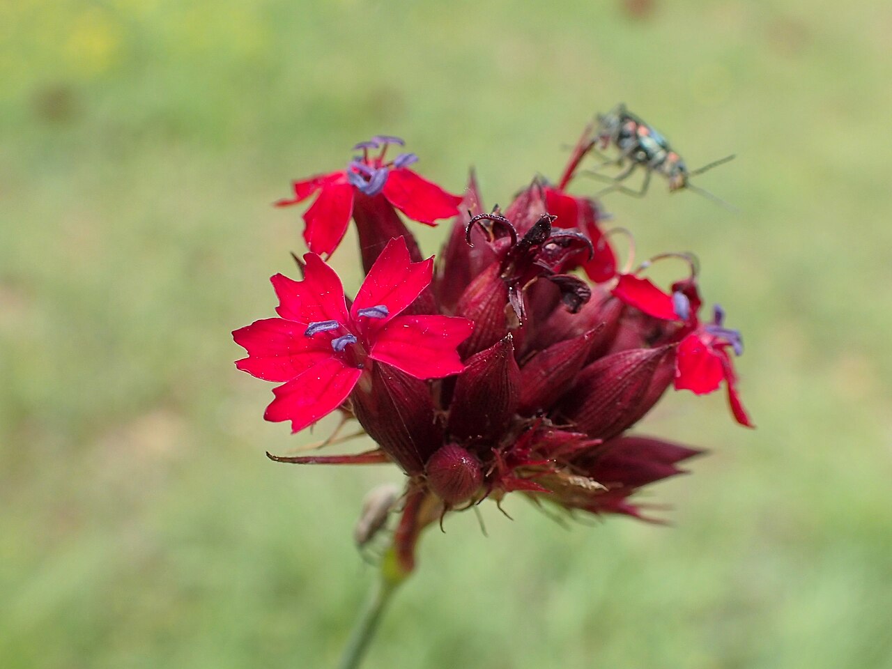 Blood pink: Dianthus cruentus in Pontokerasia, N Greece