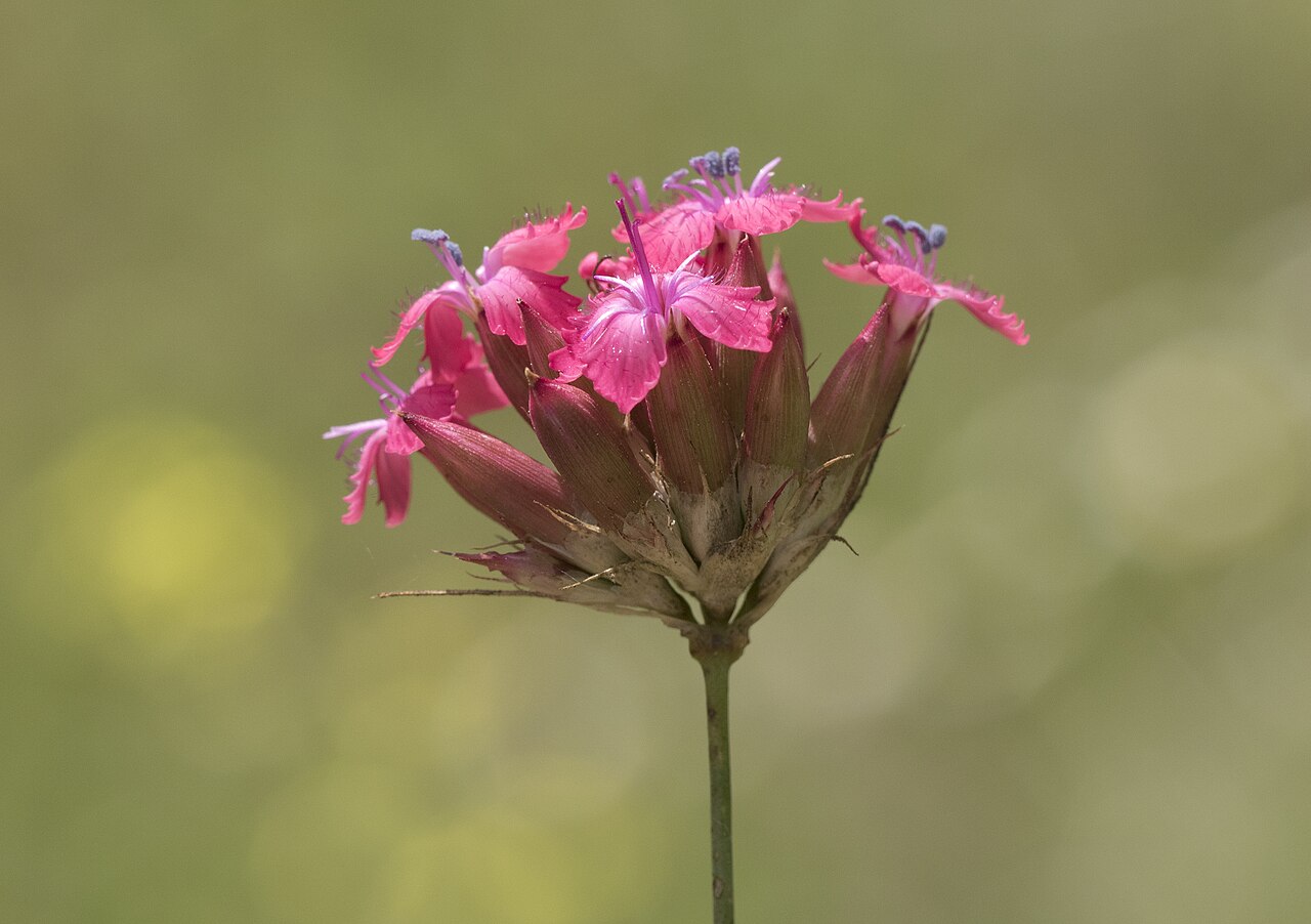 Blood pink: Dianthus calocephalus . Obrukbaşı, Saimbeyli - Adana, Turkey.