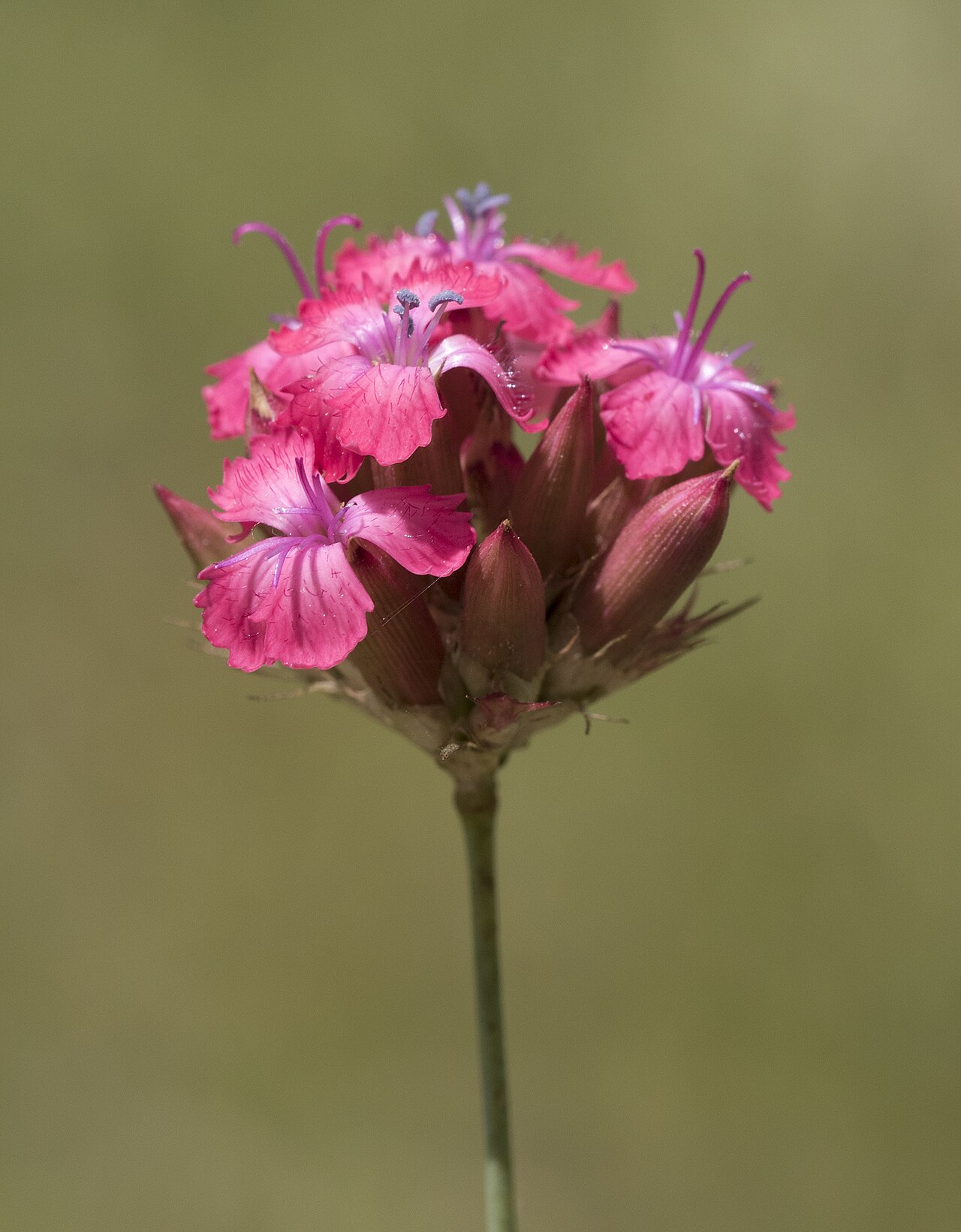 Blood pink: Dianthus calocephalus . Obrukbaşı, Saimbeyli - Adana, Turkey.