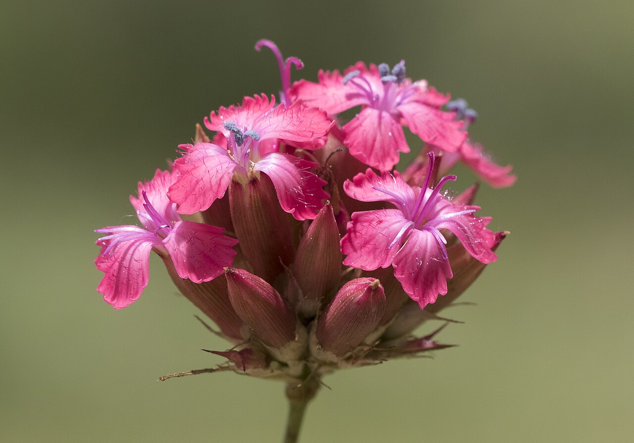 Blood pink: Dianthus calocephalus . Obrukbaşı, Saimbeyli - Adana, Turkey.