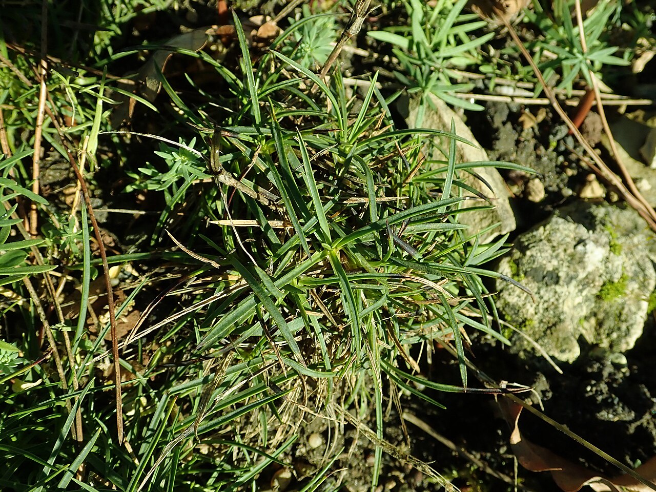 Dianthus cyathophorus: Dianthus minae , botanical garden in Berlin.