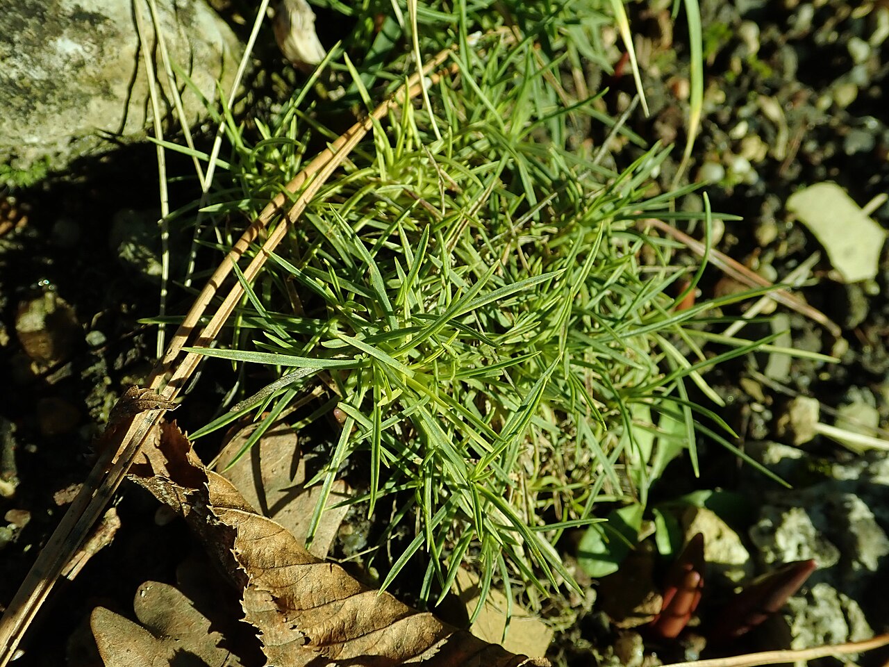 Dianthus cyathophorus: Dianthus minae , botanical garden in Berlin.