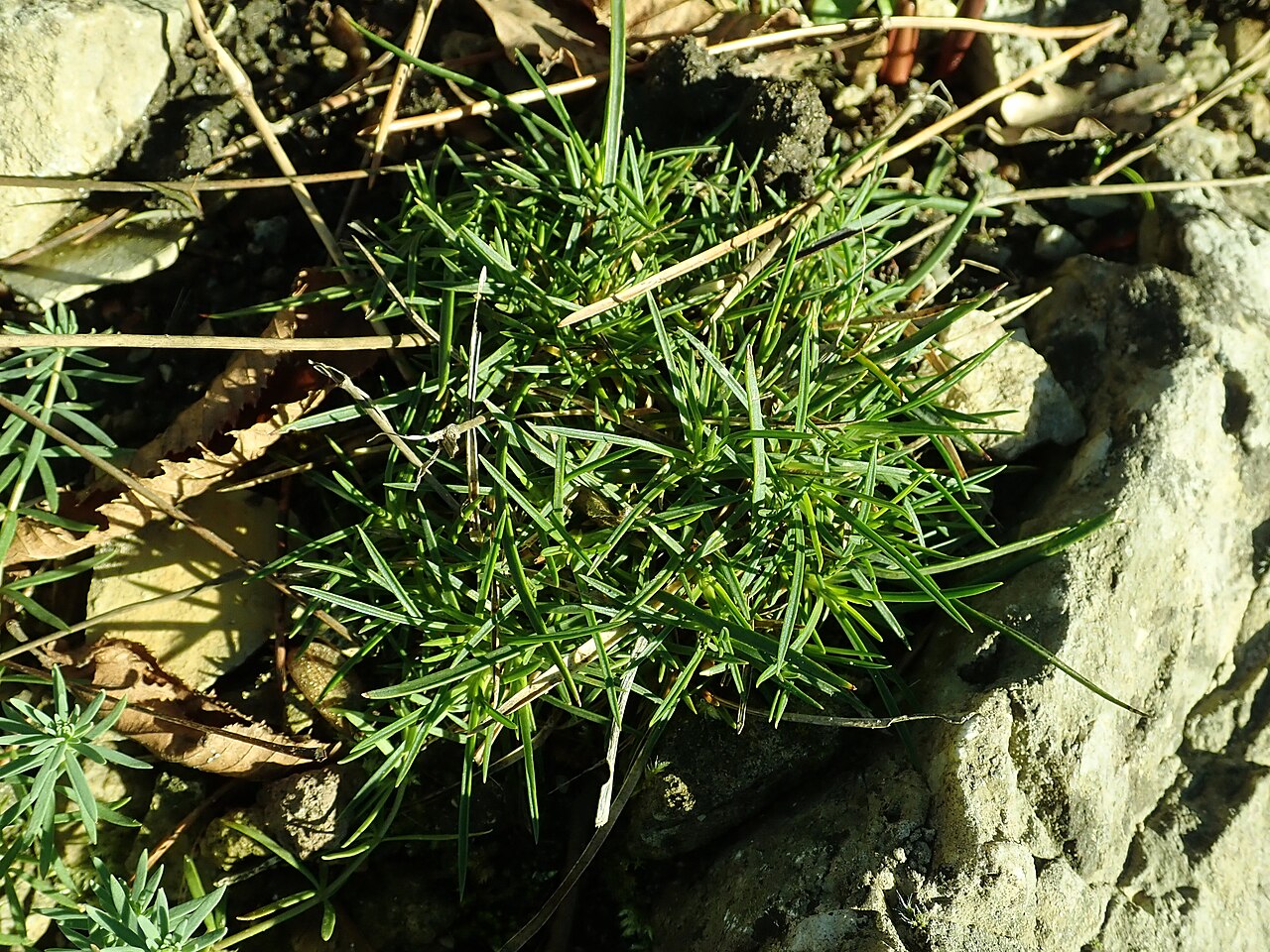 Dianthus cyathophorus: Dianthus minae , botanical garden in Berlin.