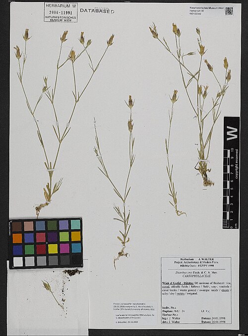 Dianthus cyri: Dianthus cyri — Herbarium specimen from Wâdi el Gedîd - Dâkhla, SE environs of Bashendi, Egypt. Collected by Walter,J. (1998-01-24). Recorded in GBIF occurrence