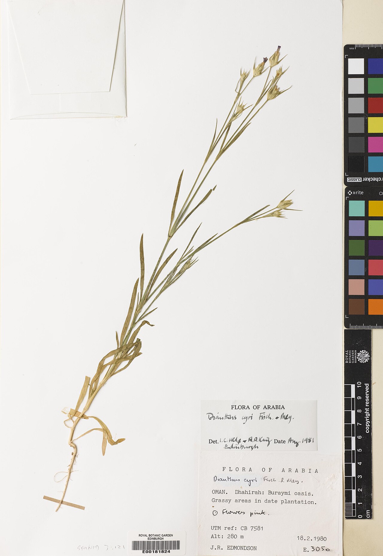 Dianthus cyri: Dianthus cyri — Herbarium specimen from Dhahirah, Buraymi oasis, Oman. Habitat: Grassy areas in date plantation. Collected by Edmondson, John Richard (1980-02-1