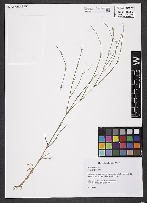 Dianthus cyri: Dianthus cyri — Herbarium specimen from ien, gouvernement Gerasa, Jerash, Ruinengelände, Jordan. Collected by Albert,R. J 0186 (1998-04-14). Recorded in GBIF oc