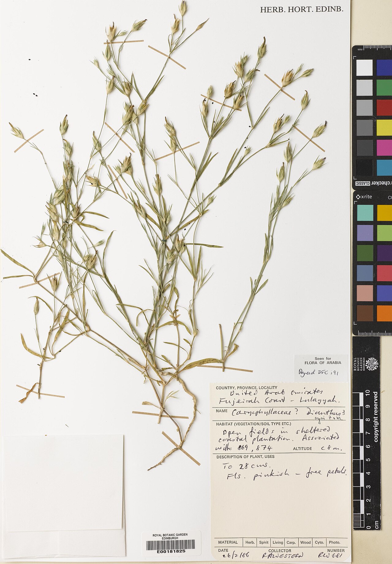 Dianthus cyri: Dianthus cyri — Herbarium specimen from Fujeirah Coast - Lulayyah, United Arab Emirates. Habitat: Open firlds in shelttered coastal plantation. Associated with