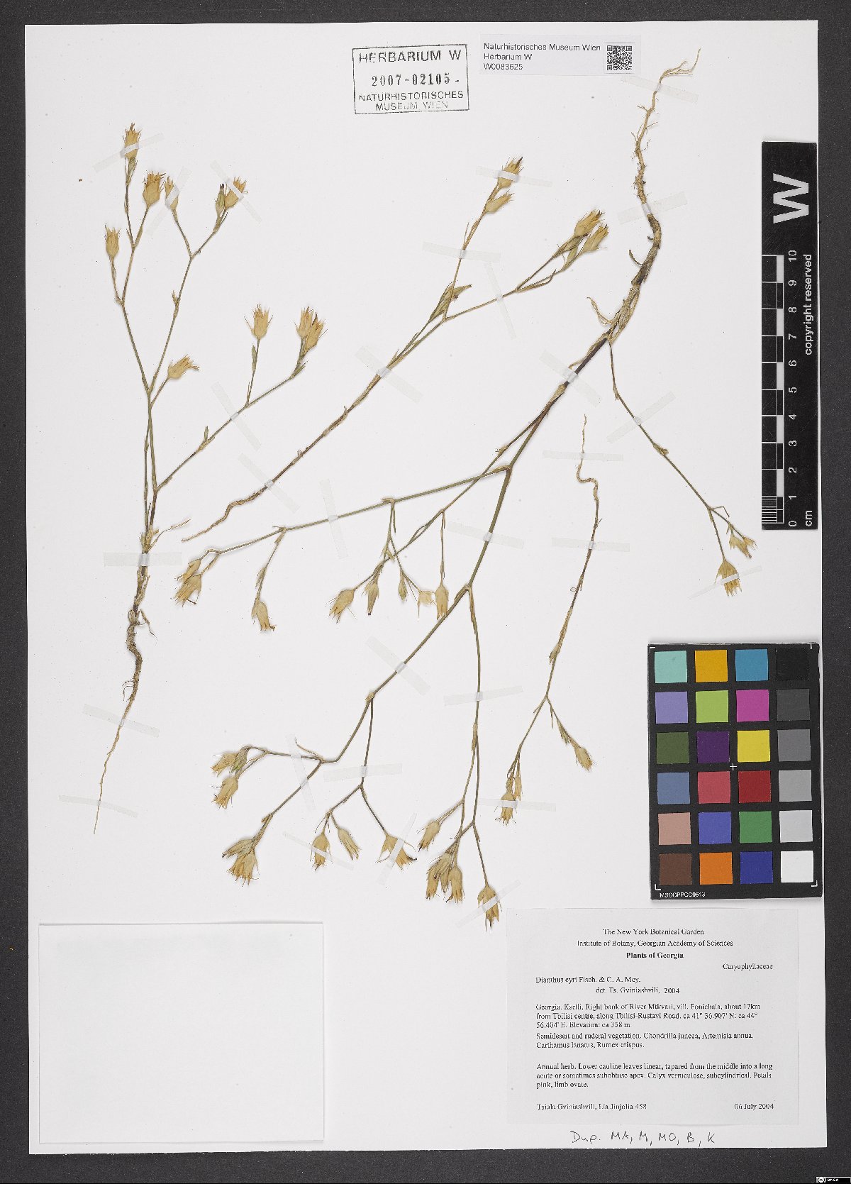 Dianthus cyri: Dianthus cyri — Herbarium specimen from . Kartli, Right bank of River Mtkvari, vill. Fonichala, about 17 km from Tbilisi centre, along Tbilisi-Rustavi Road., Ge