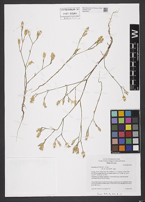 Dianthus cyri: Dianthus cyri — Herbarium specimen from . Kartli, Right bank of River Mtkvari, vill. Fonichala, about 17 km from Tbilisi centre, along Tbilisi-Rustavi Road., Ge