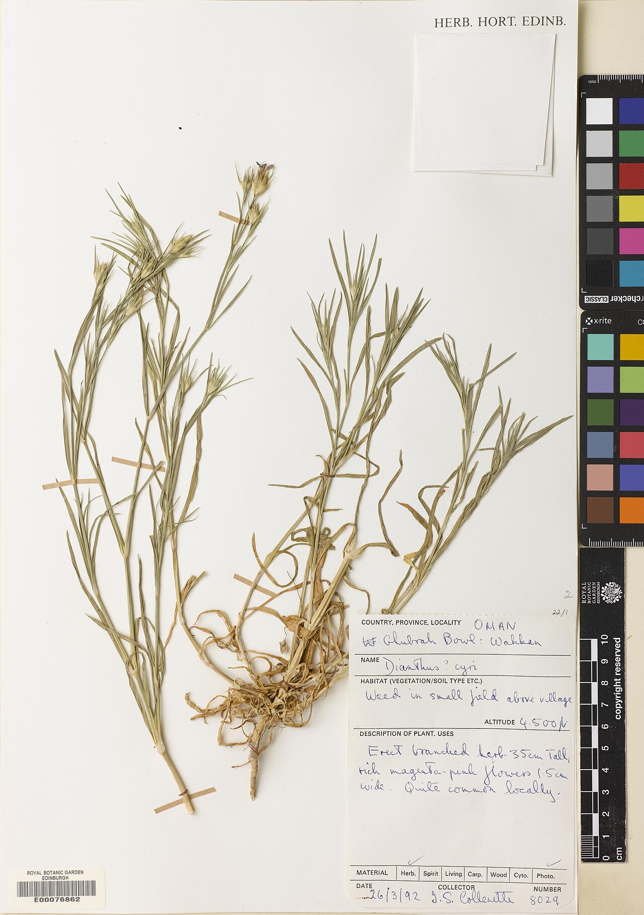 Dianthus cyri: Dianthus cyri — Herbarium specimen from Ghubrah Bowl, Oman. Habitat: Weed in small firld above village. Collected by Collenette, Iris Sheila (1992-03-26). Recor