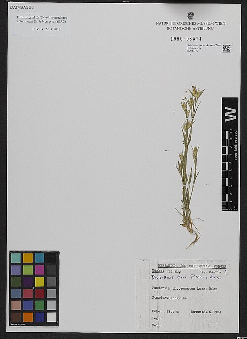 Dianthus cyri: Dianthus cyri — Herbarium specimen from Türkei, B8 Muş, N Muş, rechtes Murat Ufer, 1300 m. Sandgrube., Türkiye. Collected by Sorger,F. 84-52-1 (1984-06-20). Rec