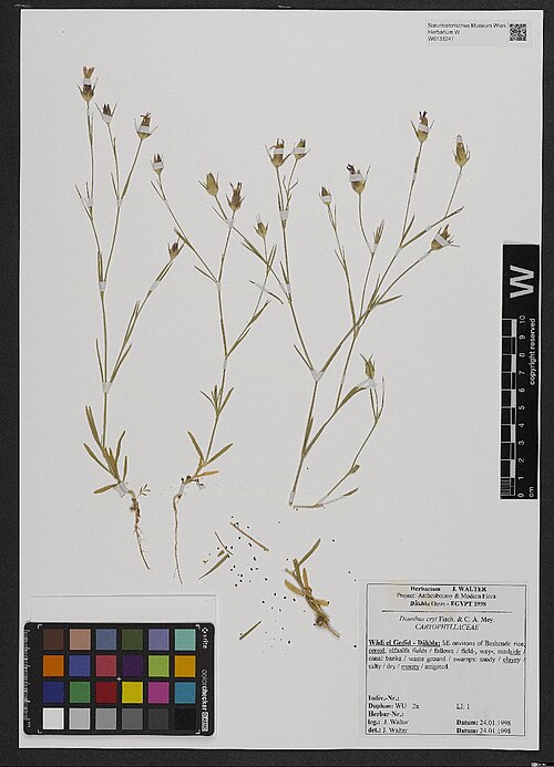 Dianthus cyri: Dianthus cyri — Herbarium specimen from Wâdi el Gedîd - Dâkhla, SE environs of Bashendi, Egypt. Collected by Walter,J. (1998-01-24). Recorded in GBIF occurrence