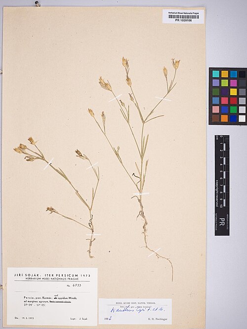 Dianthus cyri: Dianthus cyri — Herbarium specimen from Persia, prov. Kermán, ad oppidum Mínáb, ad matgines agrorum, 27°09' - 57°05', Iran. Collected by Soják,J. 4733 (1977-05-