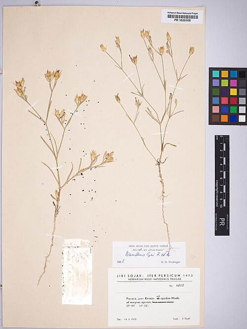 Dianthus cyri: Dianthus cyri — Herbarium specimen from Persia, prov. Kermán, ad oppidum Mínáb, ad matgines agrorum, 27°09' - 57°05', Iran. Collected by Soják,J. 4809 (1977-05-