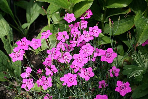 Maiden pink: Maiden Pink