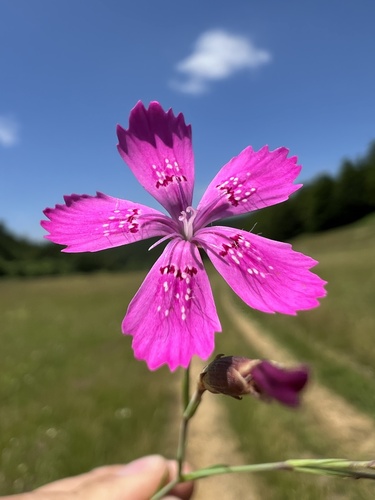 Maiden pink (Dianthus deltoides)