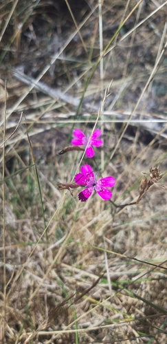 Maiden pink (Dianthus deltoides)