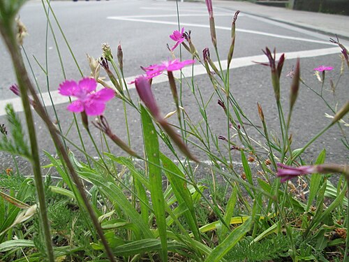 Maiden pink: Heide-Nelke ( Dianthus deltoides ) auf einer Baumscheibe in Saarbrücken