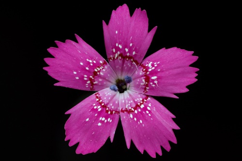 Maiden pink (Dianthus deltoides)