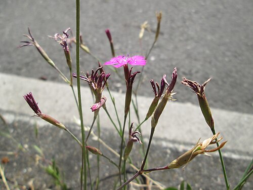 Maiden pink: Heide-Nelke ( Dianthus deltoides ) auf einer Baumscheibe in Saarbrücken