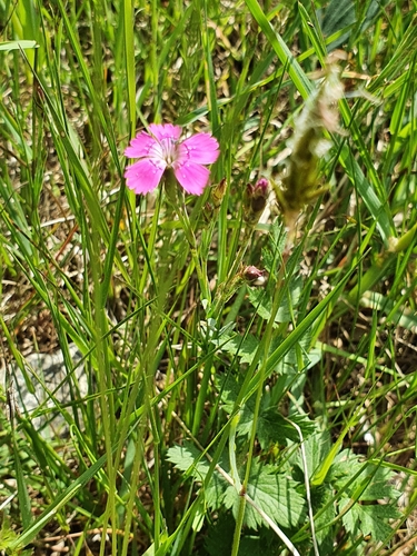 Maiden pink (Dianthus deltoides)
