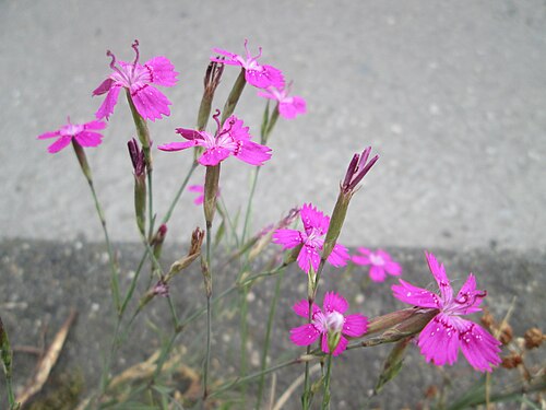 Maiden pink: Heide-Nelke ( Dianthus deltoides ) auf einer Baumscheibe in Saarbrücken