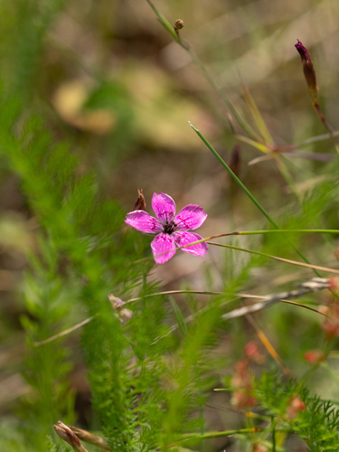 Maiden pink