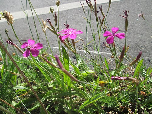 Maiden pink: Heide-Nelke ( Dianthus deltoides ) auf einer Baumscheibe in Saarbrücken