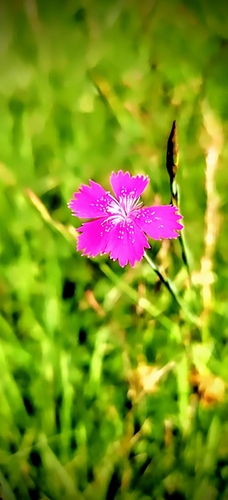 Maiden pink (Dianthus deltoides)