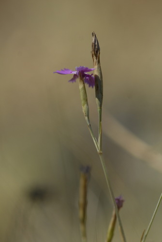 Maiden pink (Dianthus deltoides)