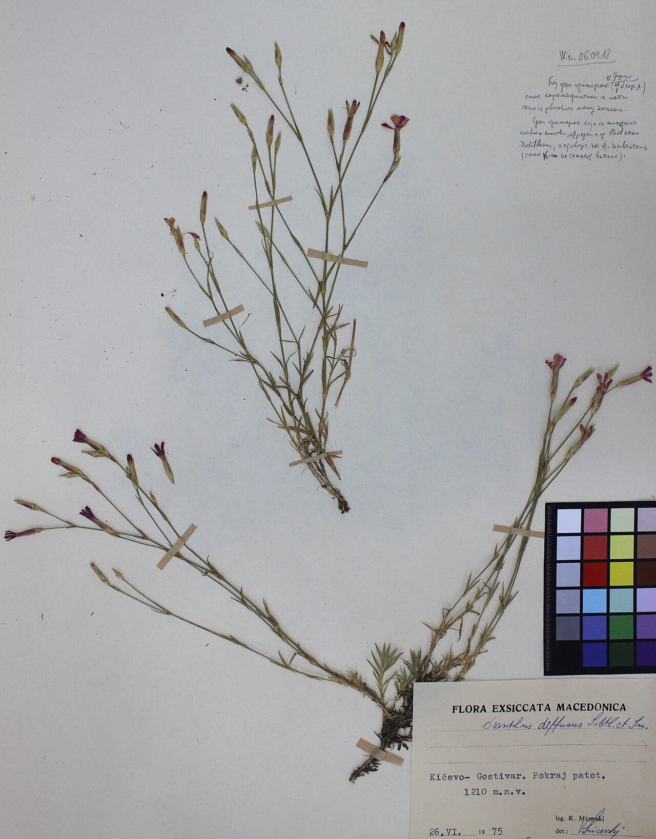 Dianthus diffusus: Dianthus Diffusus Sibth. et Sm.