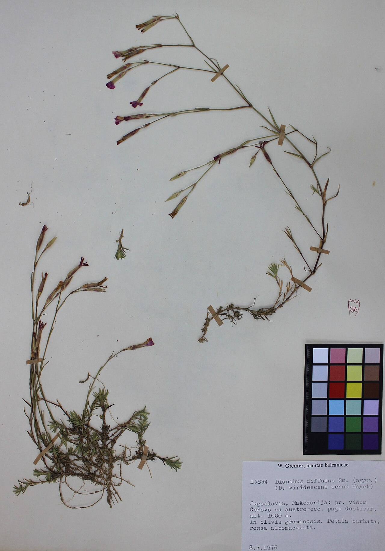 Dianthus diffusus: Dianthus Diffusus Sibth. et Sm.
