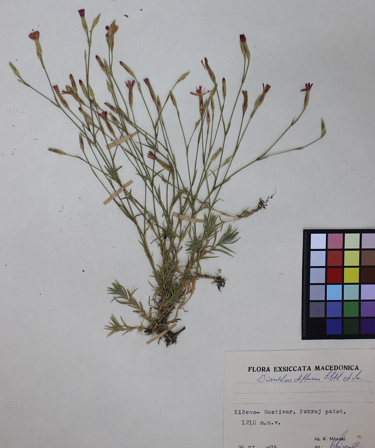 Dianthus diffusus: Dianthus Diffusus Sibth. et Sm.